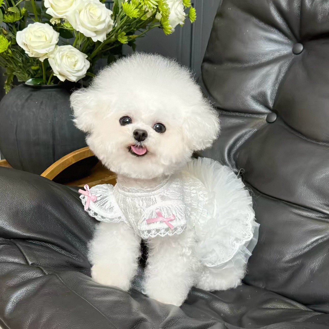 Lace Teddy Lingerie - Vestido Estilo Princesa 2026 para Pets,